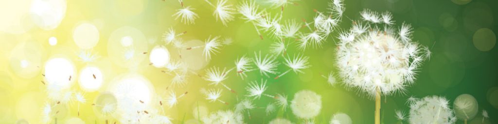 Dandelions vector artwork, create your own artwork with Adobe Creative Cloud