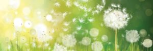 Dandelions vector artwork