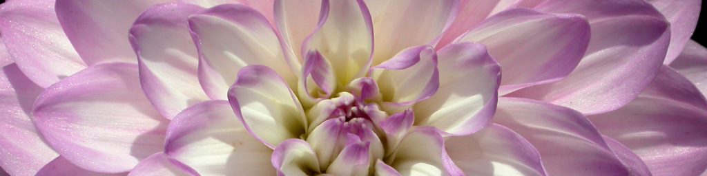 Dahlia digital image - learn to enhance your photographs with a beginners Photoshop course