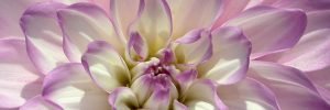 Dahlia digital image